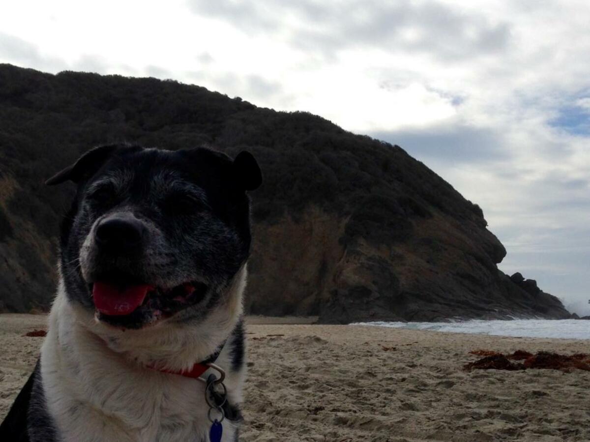 Better Than the Beattles Banner