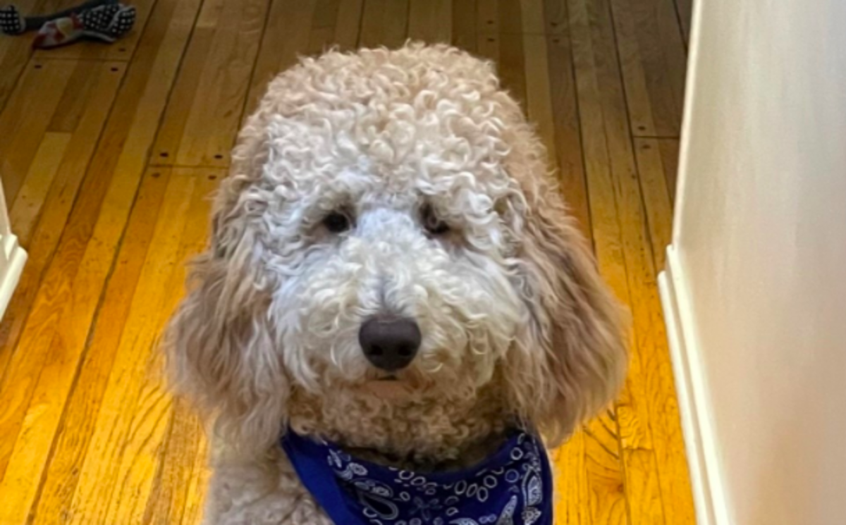 Auction Ongoing Testing Banner