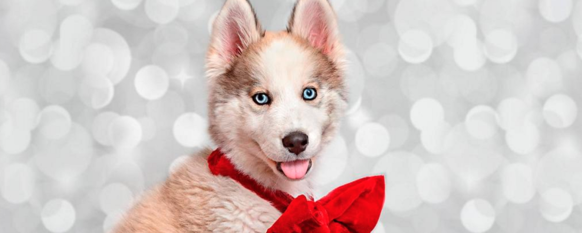 Best Friends Animal Society Banner