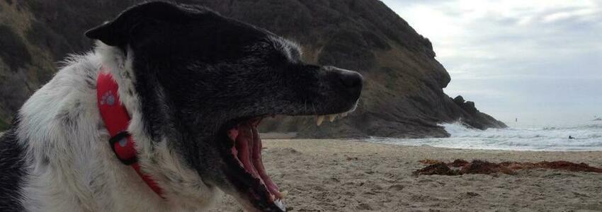 Grand Purchase's Banner