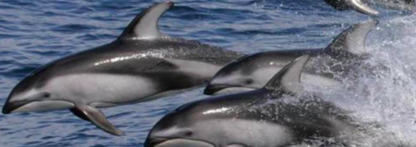 Lorelei Woerner's Banner